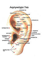 Східна медицина плакат. Акупунктура вуха