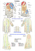 Восточная медицина.Су-Джок