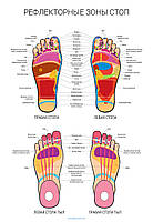 Рефлекторные зоны стоп человека