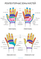 Рефлекторные зоны кистей