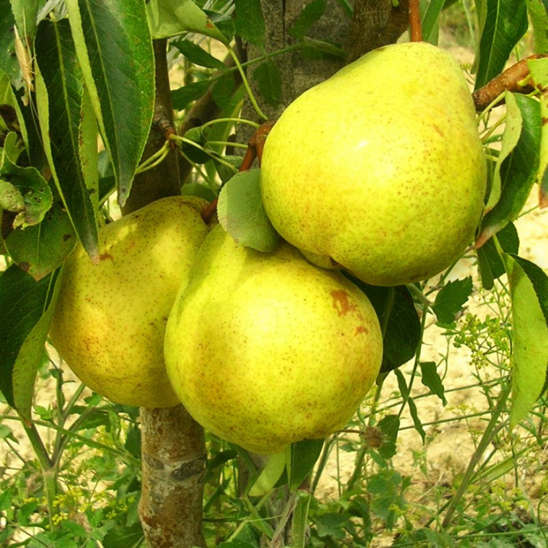 Груша Золотоворотська (зимова), фото 1