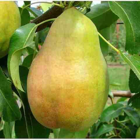 Груша Богема (зимова), фото 1