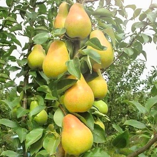 Груша колоноподібна F4 (річна), фото 1