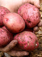 Предзаказ Весна 2022 семенной картофель Рудольф 1 репродукция, 5 кг