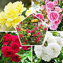 Троянда Мікс сортів і квітів