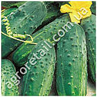 Огірок Степової 1 р GL Seeds, фото 2