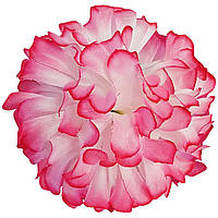 Головы цветов Георгины розовые, диаметр 10 см