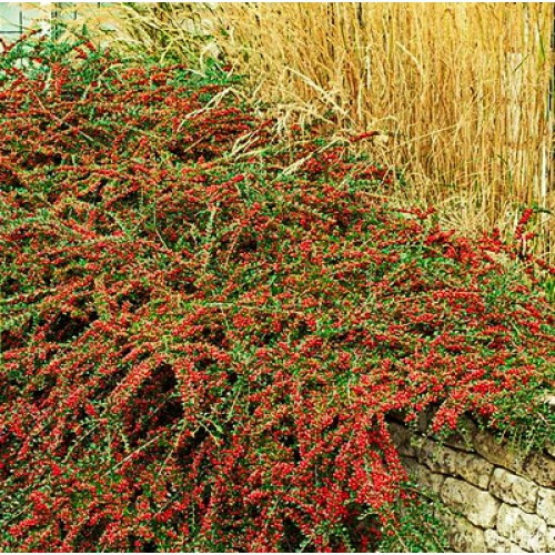 Кизильник горизонтальний Тепиш (0,5 л), фото 1