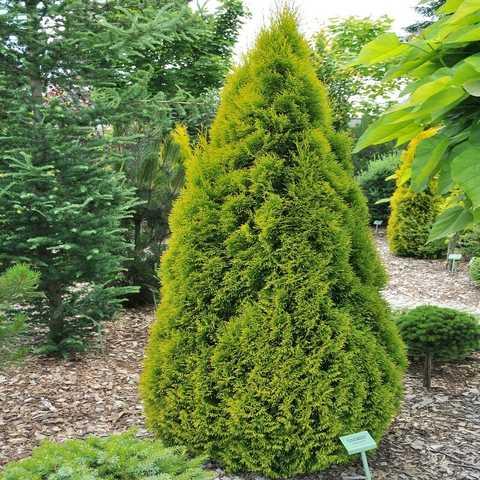 Саджанці Туї західної Голден Анн (Thuja occidentalis Golden Anne) Р9