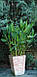 ТАЛІЯ ОПУДРЕНА (доросла рослина із голим корінням), фото 9