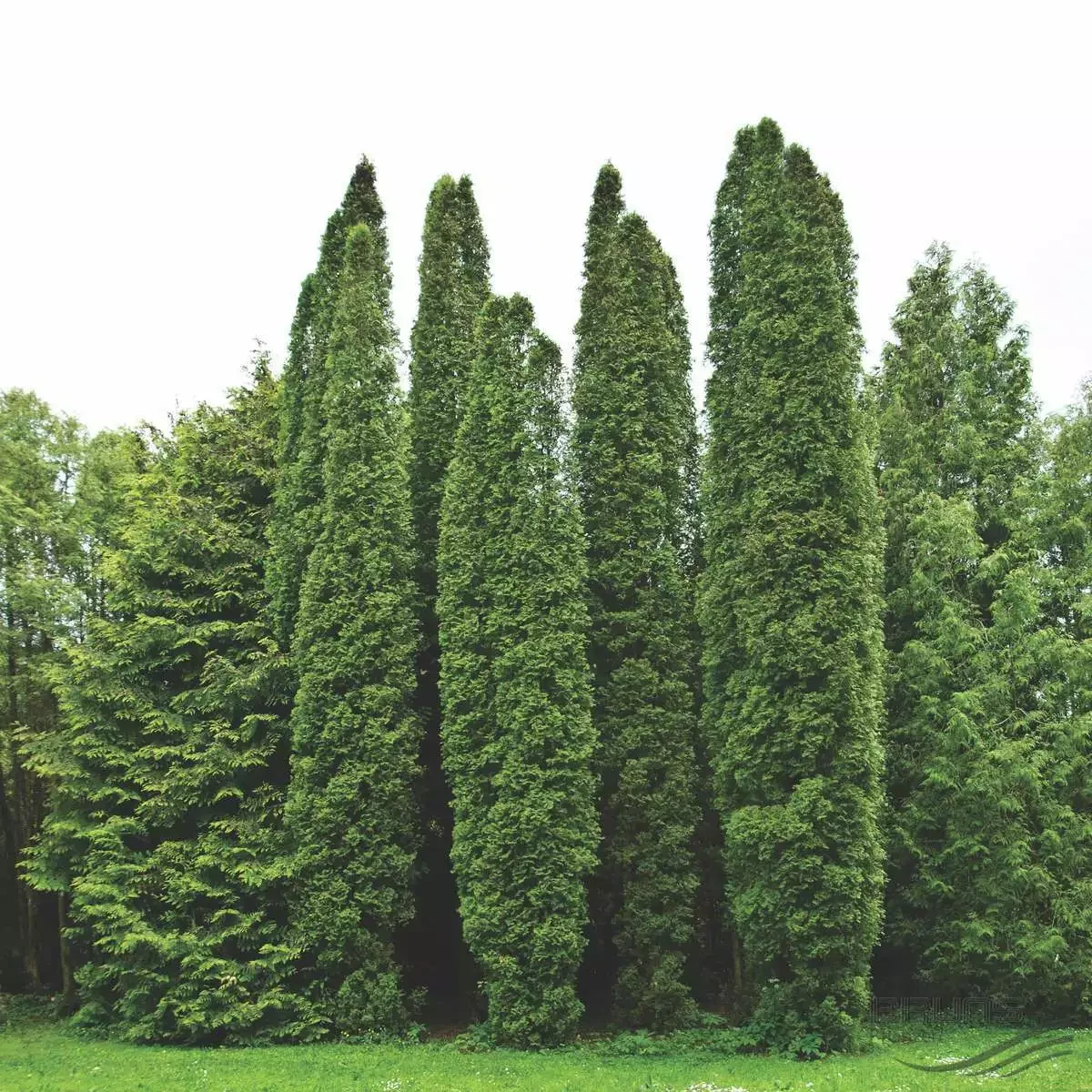 Саджанці Туї західної Хюбнер (Thuja occidentalis Huebner) Р9