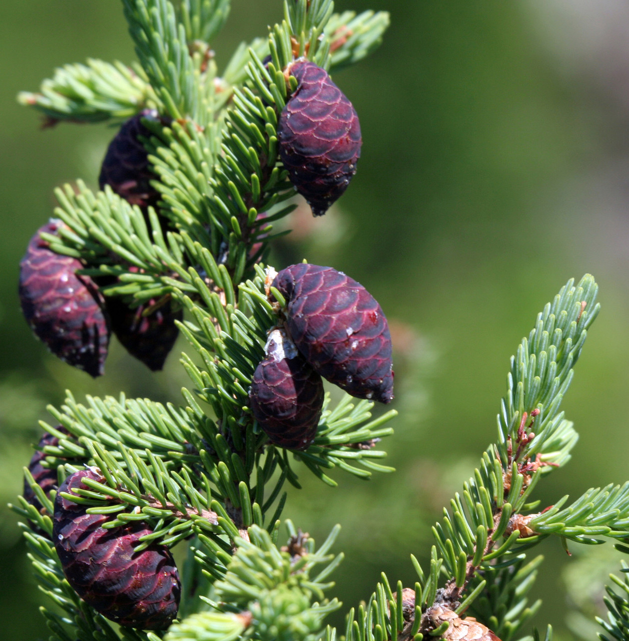 Саджанці Ялини чорної (Picea mariana)