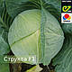 Насіння капусти Структу F1 2500 сем'ян Takii Seeds, фото 8