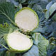 Насіння капусти Структу F1 2500 сем'ян Takii Seeds, фото 10