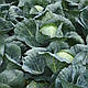 Насіння капусти Структу F1 2500 сем'ян Takii Seeds, фото 9