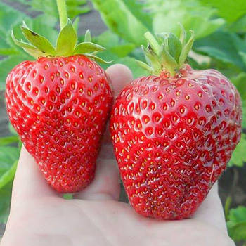 Розсада полуниці Альбіон - ремонтантна, великоплідна, соковита