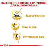 Корм сухий Royal Canin для дорослих собак породи мопс Pug Adult 1,5 kg, фото 4