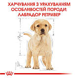 Корм сухий Royal Canin для цуценят породи лабрадор Labrador Retriever Puppy 3 kg, фото 7