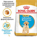 Корм сухий Royal Canin для цуценят породи лабрадор Labrador Retriever Puppy 3 kg, фото 9