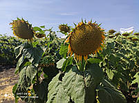 Насіння під гранстар (Неймар Плюс) вовчок A-G+. Насіння соняшнику Неймар Плюс 53ц/га. Екстра Фракція, фото 10