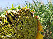 Насіння під гранстар (Неймар Плюс) вовчок A-G+. Насіння соняшнику Неймар Плюс 53ц/га. Екстра Фракція, фото 9