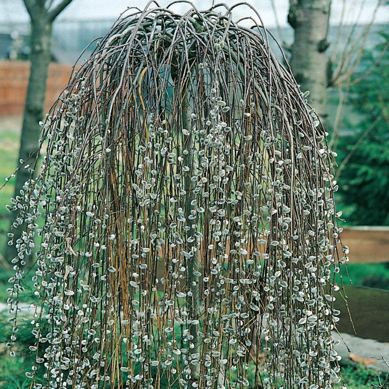 Верба плакуча Kilmarrnoc, фото 1