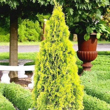 Саджанці Туї західної Бурштин, 4-х річна (Thuja occidentalis Jantar) С3