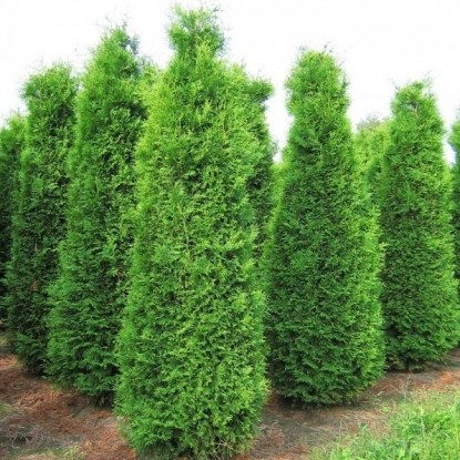 Саженці Туї західної Веймар, 4-х річна (Thuja occidentalis Weimar) С3