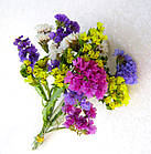 Статиця Кермек Пасіфік (суміш) 20 шт, фото 2