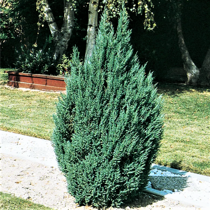 Саженцы Можжевельника китайского Обелиск (Juniperus chinensis Obelisk) Р9 - фото 1 - id-p1580979802