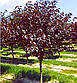 Сакура червонолиста Роял Бургунді, фото 2