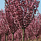 Сакура червонолиста Роял Бургунді, фото 3