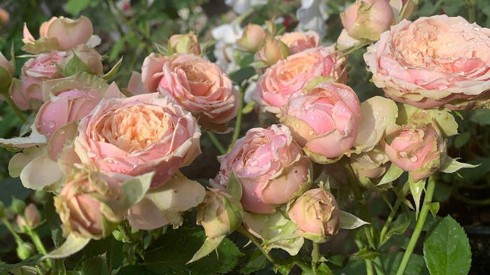 Роза Эден Романтика (Eden Romantica) Флорибунда, цена 100 грн — Prom.ua ...