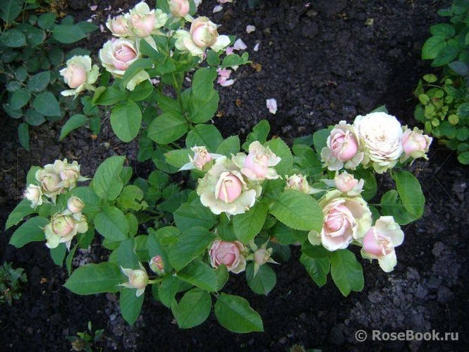 Роза Эден Романтика (Eden Romantica) Флорибунда, цена 100 грн — Prom.ua ...