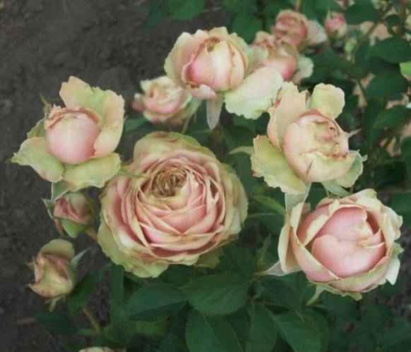 Роза Эден Романтика (Eden Romantica) Флорибунда, цена 100 грн — Prom.ua ...