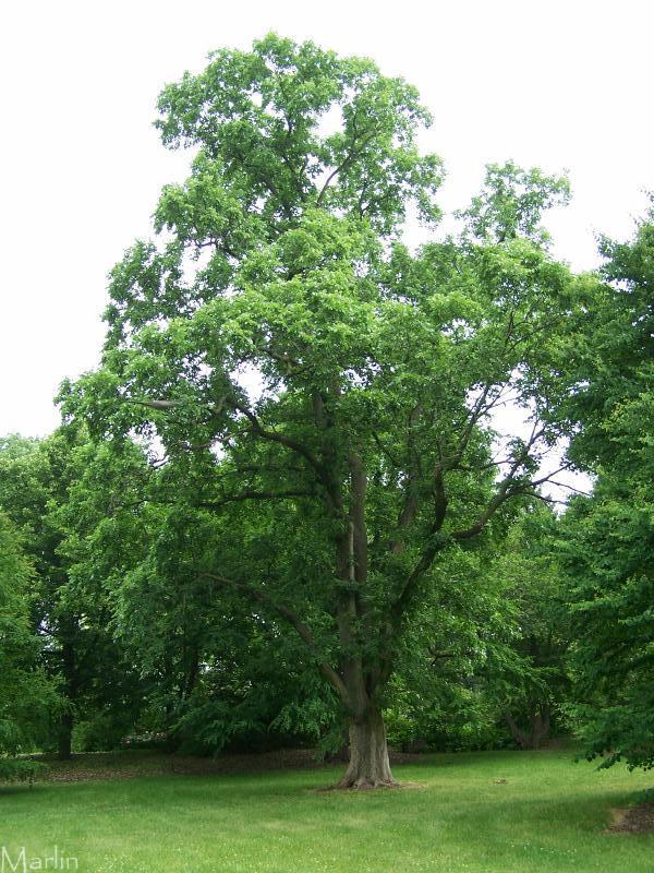 Саженцы Вяза гладкого / обыкновенного (Ulmus laevis) - фото 2 - id-p1581040060