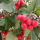 Саджанці Глоду Арнольд (Crataegus Arnold), фото 2