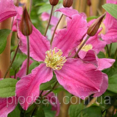 Клематис Inspiration Zoin