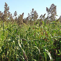 Насіння Сорго 10кг, Україна