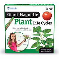 Демонстрационный набор на магнитах "Цикл жизни. Растения" (12 эл) Learning Resources