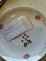 Барбарис оттавский Суперба - насіння 10шт