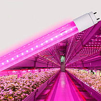 LED лампа для рослин Videx FITO T8F 9W T8 0.6M 660nm+450nm VL-T8F-0906B, фото 2