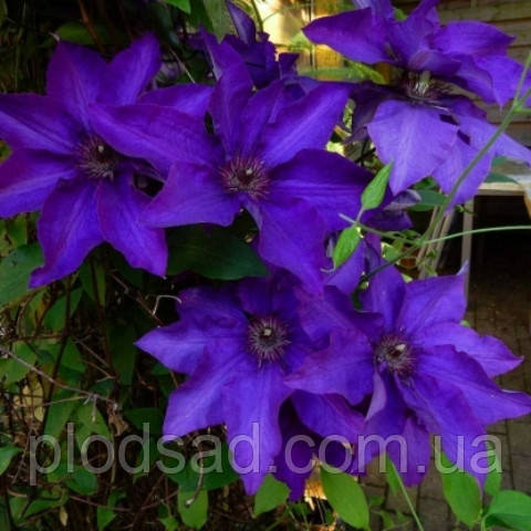 Клематис Moniuszko