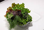 Мікс молодого салатного листя Green for you, 130г, фото 5