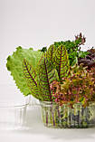 Мікс молодого салатного листя Green for you, 130г, фото 3