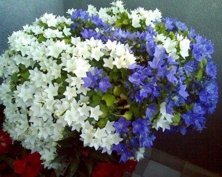 Кампанула (Жених и невеста)комплект 2шт(1біла 1блакитна)