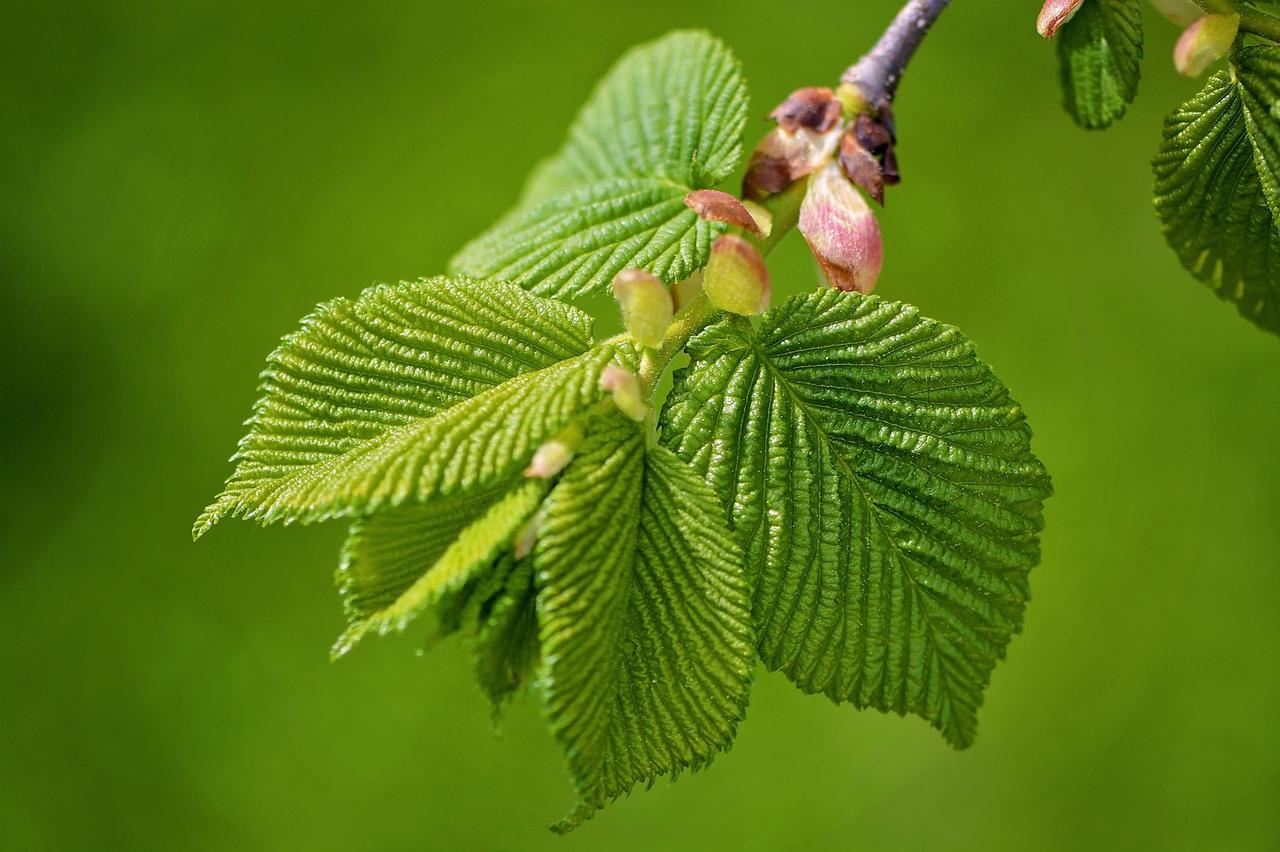 Саджанці В'яза гладкого / звичайного (Ulmus laevis) - фото 3 - id-p1581688746