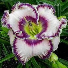 Лійник Here Lies Butch Хіер Лайес Бутч (Agin 2009) (Саженці), фото 1