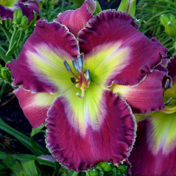 Лілейник Violet Horizons Вайлет Горізонс (Pierce 2016) (смаженці), фото 1