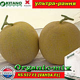 Насіння, диня КС 517 F1 (Ванда F1 / Vanda F1), ультрарання, ТМ Kitano Seeds (Нідерланди), фото 2